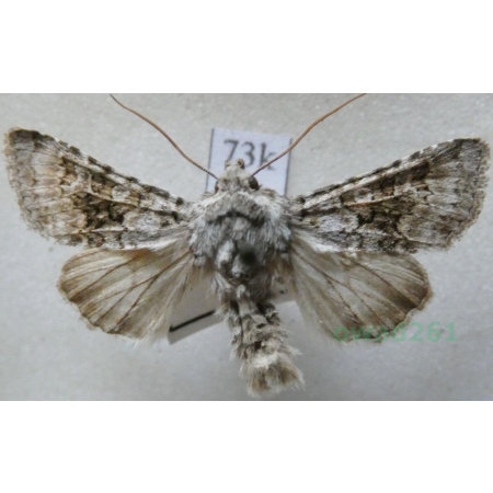 Hecatera dysodea (Denis & Schiffermüller, 1775) Ponocnica obłazówka Bulgaria73k